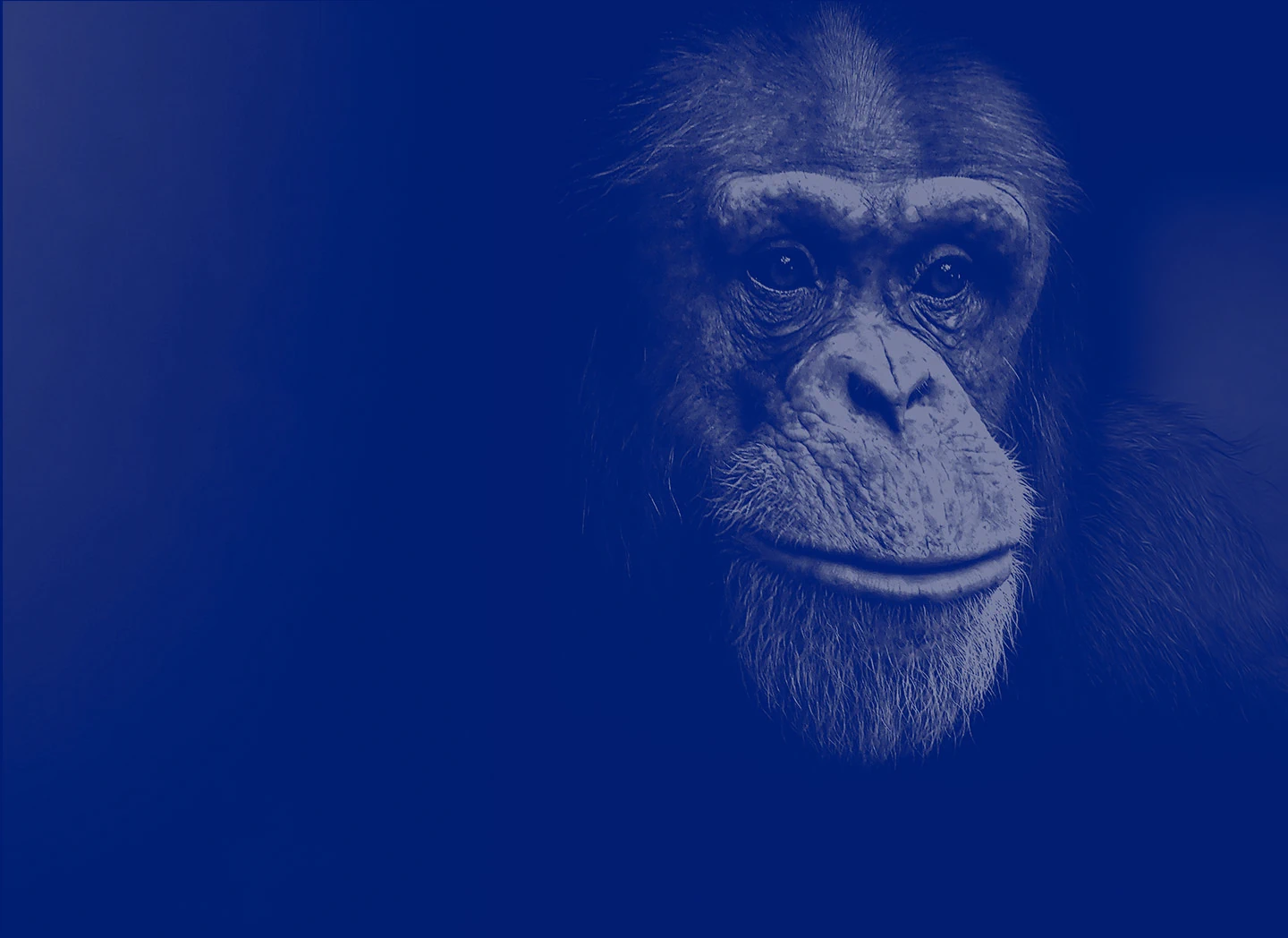 stage image featuring a Monkey